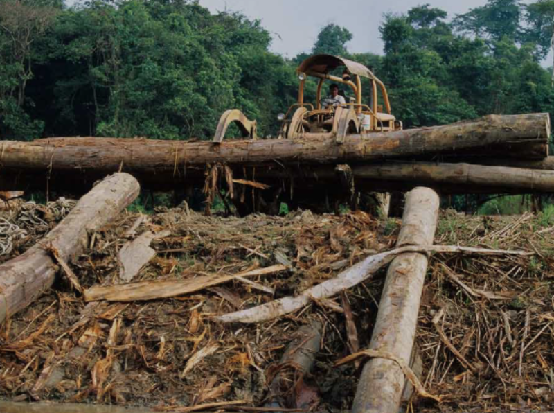 Datei:Regenwaldabholzung.png