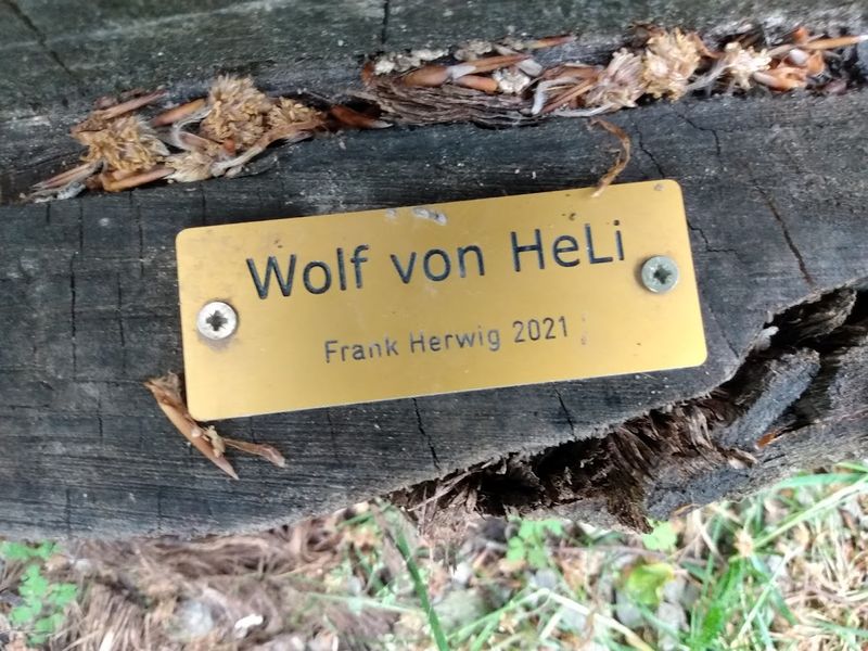 Datei:Wolf von Heli.jpg